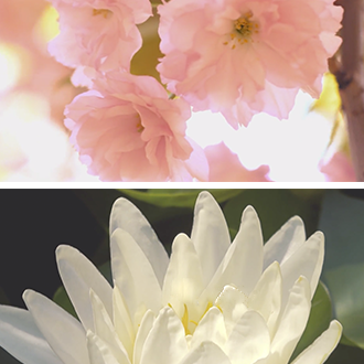 Sakura and wtaerlily Scent-Collage