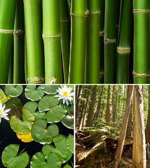 Bamboo-Bliss-collage1-big