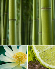 bamboo-bliss