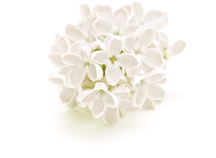 White lilac on sale